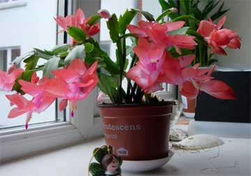 How to force a christmas cactus to bloom